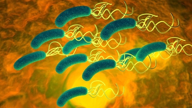 Helicobacter pylori e dna